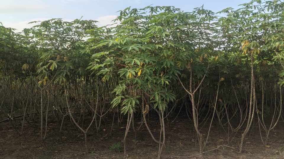 David Ashiatey Nartey Farm farm photo 1