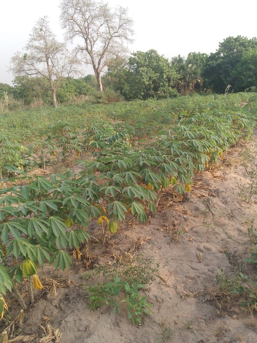 Zinatu Issaka Farm farm photo 1