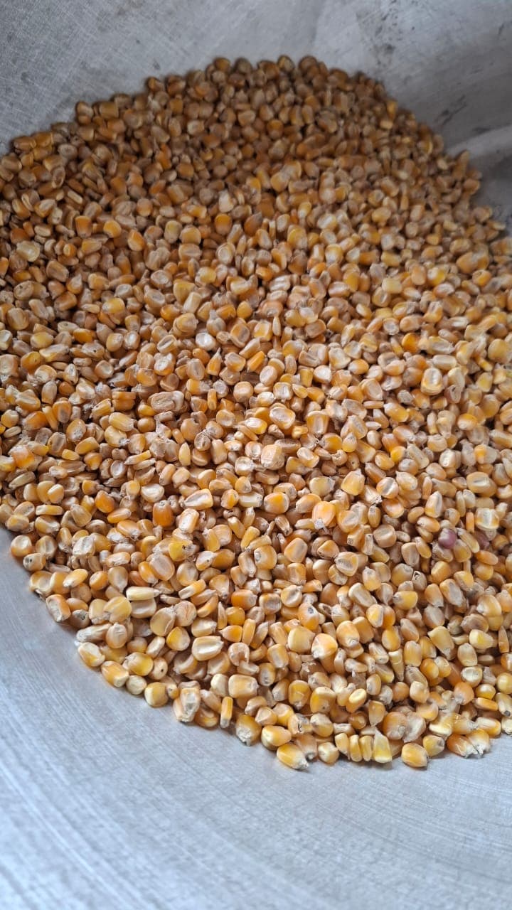 Yellow Maize available from S. K. Nart Farms